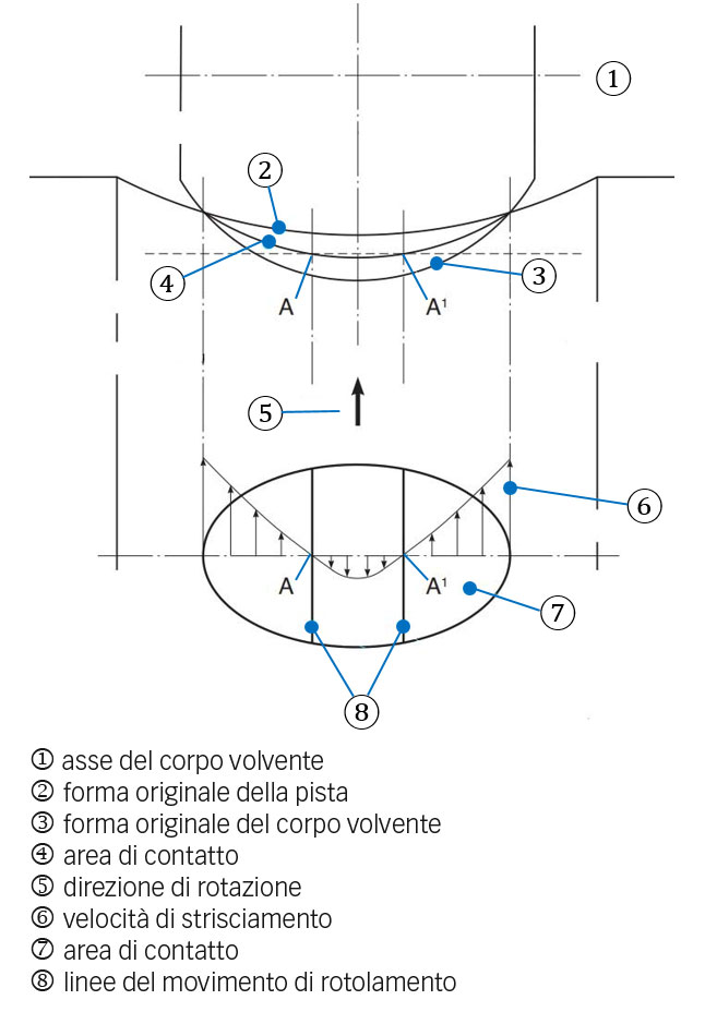 Fig. 4a: Contatto della pista del corpo volvente con una superficie di contatto curva e influenza della deformazione elastica. La figura mostra come si crea strisciamento.