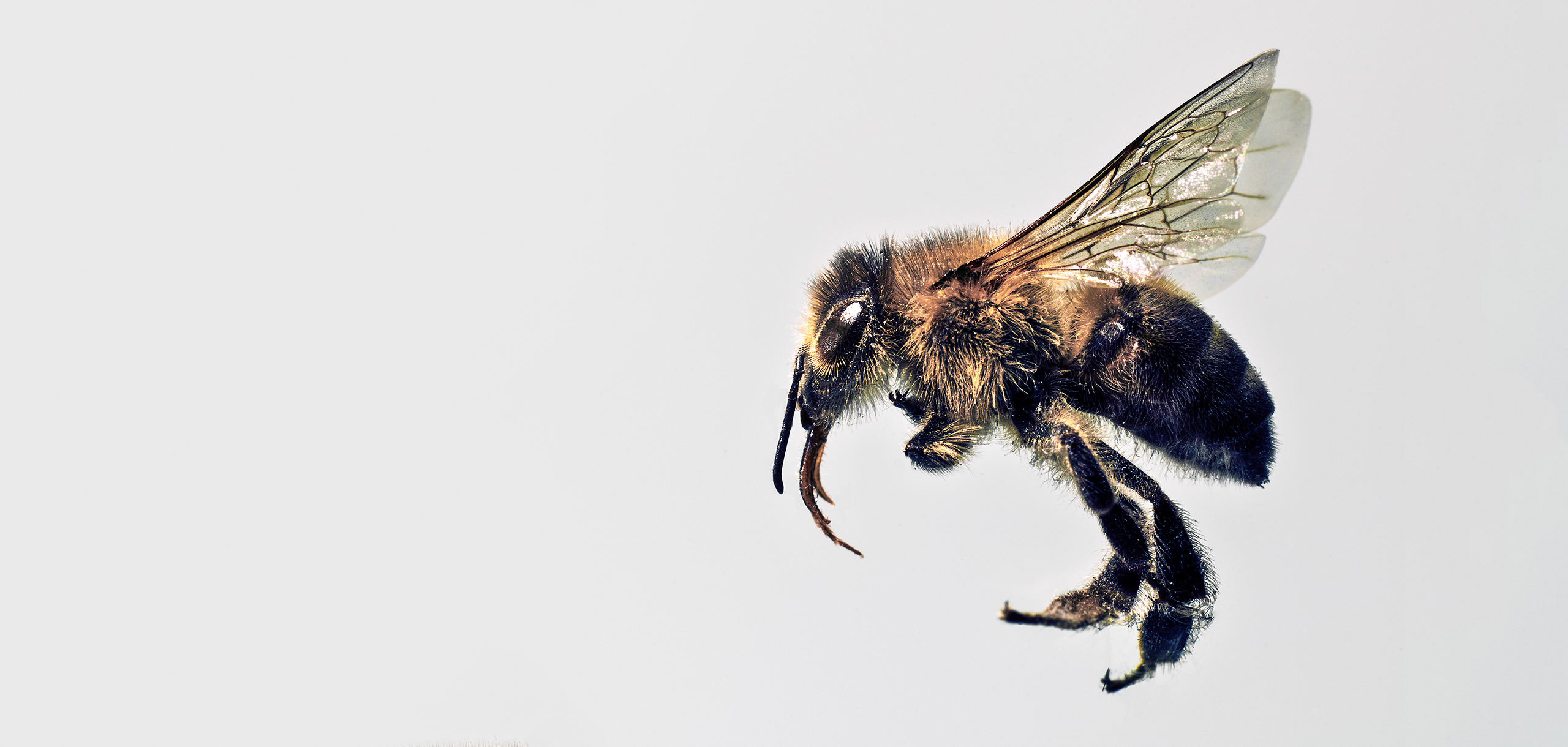 Правильные пчёлы